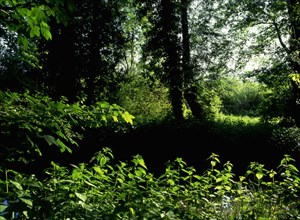 Ile-de-France : vallée de l'Orvanne
L'Orvanne entre la Fondoire et Pilliers