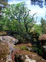 Ile-de-France : Bois de la Commanderie : rochers de Recloses