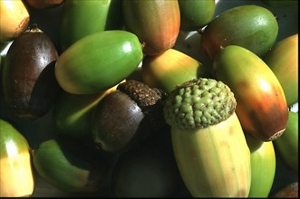 Acorns, close-up