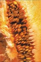 Melon flesh, close-up