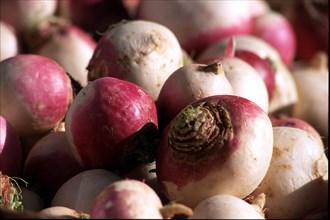Turnips, close-up