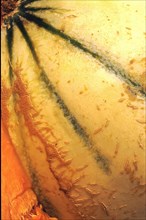 Melon flesh, close-up
