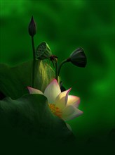 Fleurs de lotus