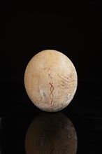 Phoenician ostrich egg