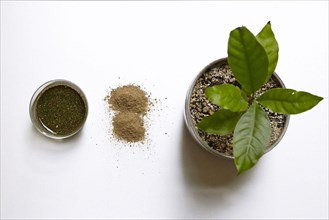 Plants used for the ayahuasca