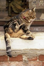 Cat in Venice