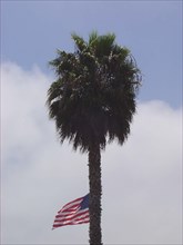 Drapeau américain dans un palmier d'une rue de Los Angeles
