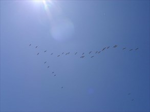 Los Angeles - Santa Monica Beach - vol de pélicans