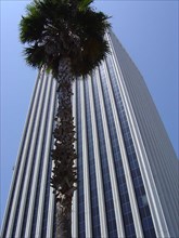 Los Angeles - Downtown, gratte-ciel et palmier
