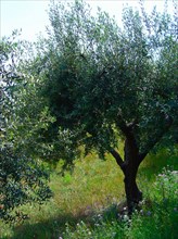 Provence