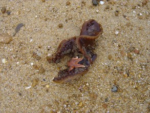 Côte Atlantique