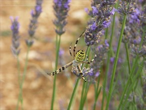 Provence, lavandes en fleur, araignée