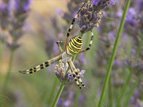Provence, araignée dans les lavandes en fleur