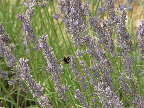 Provence, lavandes en fleurs, abeilles
