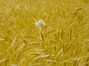 Provence, blés d'or en été