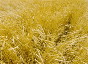 Provence, blés d'or en été