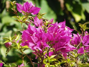 Provence, Bougainvilliers