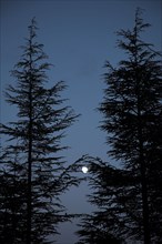 Provence299 Pins au clair de lune, nuit en Provence