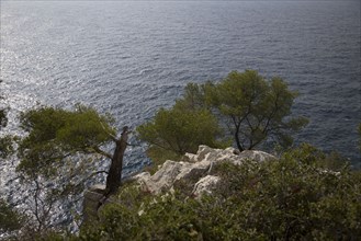 Provence360 Provence, côte méditerranéenne, calanque, crique, pin maritime, pinède, mer