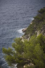 Provence361 Provence, côte méditerranéenne, calanque, crique, pin maritime, pinède, mer