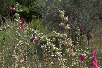 Provence399 Provence, Luberon, roses trémières, été