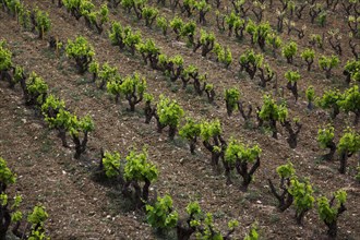 Provence427 Provence, village, vignoble, vignes de vin de Bandol
