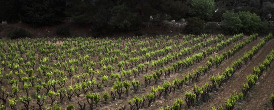 Provence429 Provence, village, vignoble, vignes de vin de Bandol