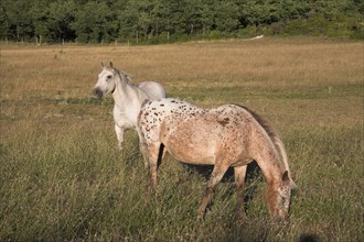 Provence465 Provence, Luberon, cheval blanc, chevaux