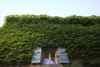 Provence495 Provence, Luberon, village de Gordes, murs, fenêtre, volets, vigne vierge, été