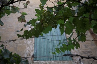 Provence555 Provence, Luberon, village, mur, fenêtre, volets verts, vigne vierge, treillage, été