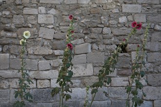 Provence556 Provence, Luberon, village, ancien mur, roses trémières