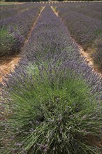 Provence577 Provence, Luberon, lavande de Provence, champs de lavande, été