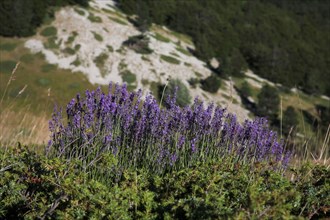 Provence613 Provence, Luberon, lavande sauvage de Provence, été