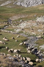 Provence669 Provence, Alpes de Haute Provence, Col de la Bonnette, troupeau de brebis et moutons,