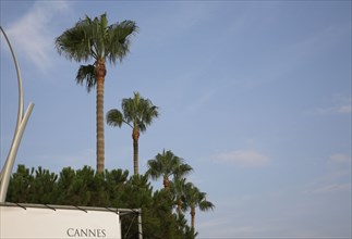 CoteAzur040 Cannes, la Croisette, les palmiers