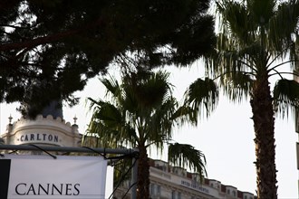 CoteAzur041 Cannes, la Croisette, les palmiers, hôtel Carlton