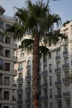 CoteAzur046 Cannes, la Croisette, palmier et façades