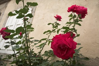 Provence690 jardin en Provence, rosier de roses rouges