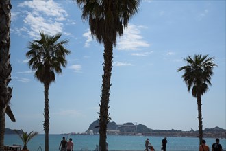 Provence758 La Ciotat, la baie et le rocher (Ile verte et Cap de l'Aigle)