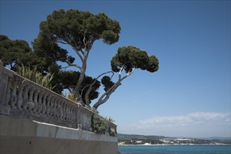 Provence766 Balcon sur la Méditerranée face à la mer, pins et soleil (La Ciotat)