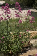 Provence673 Fleurs des champs en Provence, Printemps