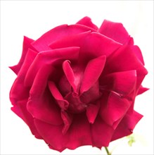Provence687 jardin en Provence, rose ancienne rouge framboise