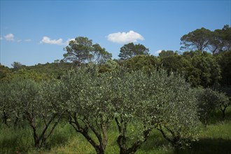 Provence852 oliveraie en Provence et grands pins maritimes