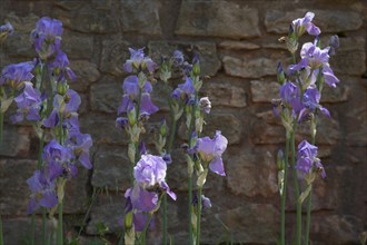 Provence856 Iris bleu et violet en Provence