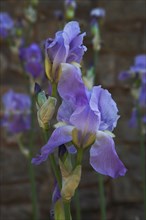 Provence857 Iris bleu et violet en Provence