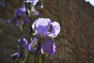 Provence858 Iris bleu et violet en Provence