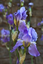 Provence859 Iris bleu et violet en Provence