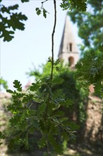 Provence801 Abbaye du Thoronet, vue de l'église et du clocher depuis le bois de chênes