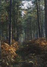Forest of Bord-Louvier, 2004