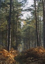 Forêt de Bord-Louvier, 2004